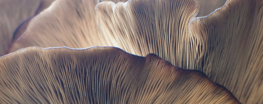 Lion's mane mushroom in the wild