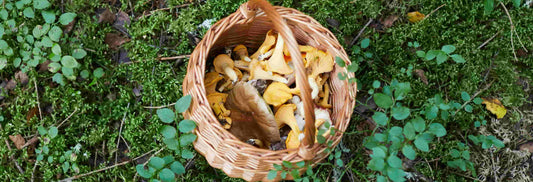 A basket holding a variety of wild mushrooms