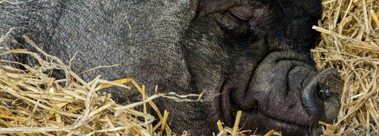 A black pig sleeping on a haystack