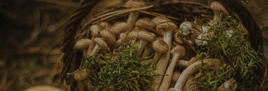 Mushroom supplements