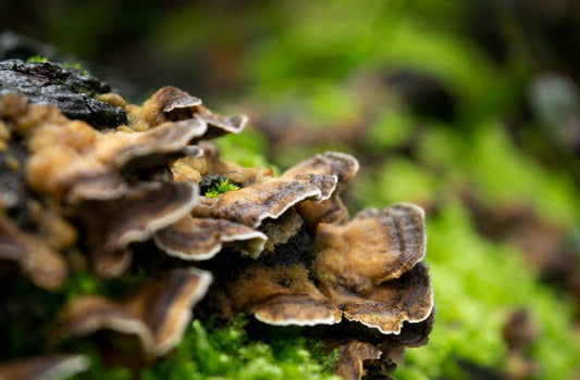 Bracket fungus (a type of Ganoderma on wood) growing in a forest. Centuries of herbal lore have praised Ganoderma (reishi) and other woodland fungi for health and longevity