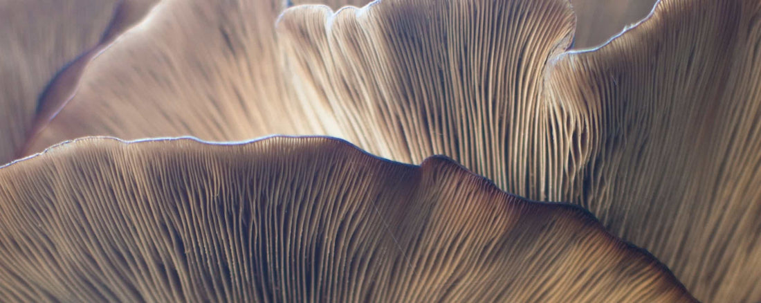 Lion's mane mushroom in the wild