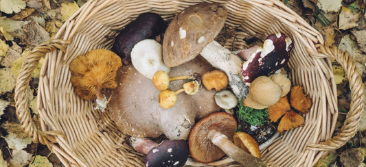 Mushroom Supplements