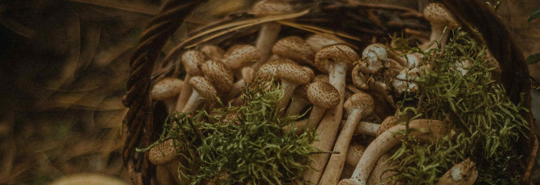 Mushroom supplements