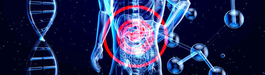 Best digestive supplements for the stomach