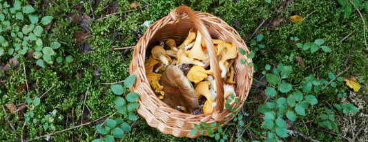 Which mushroom has the best health benefits? 