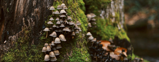 Mushrooms in the wild