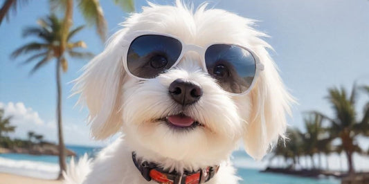 Dog in the sun with sunglasses 