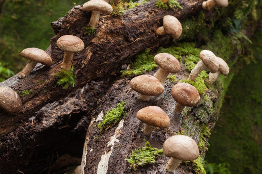 Clusters of shiitake mushrooms growing on a fallen log.