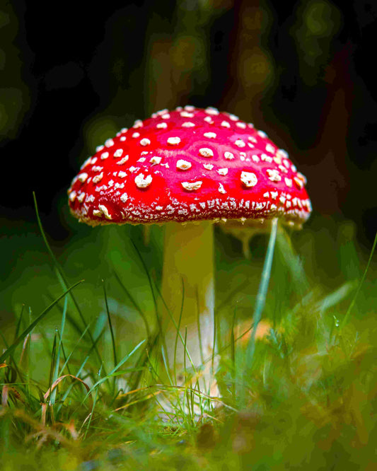 Red mushroom on grass