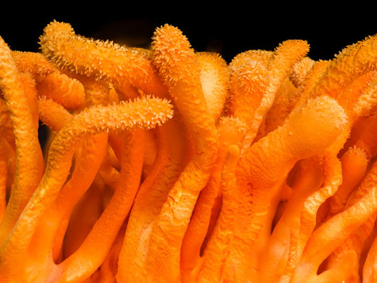 Vibrant orange Cordyceps militaris fruiting bodies cultivated for supplements. 