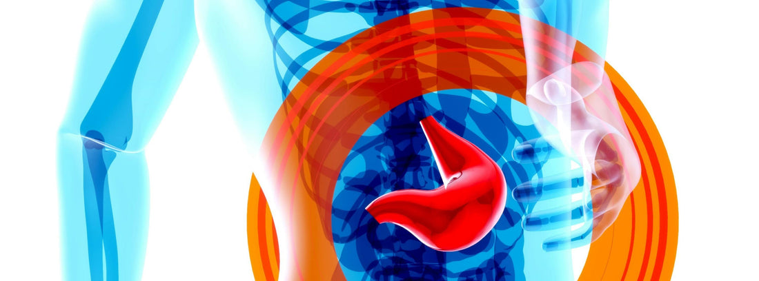 X-ray type image of an abdomen, highlighting the liver.